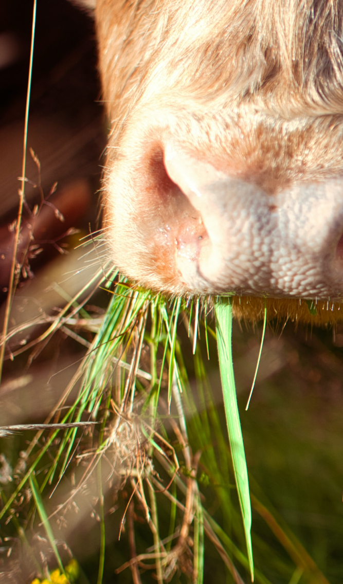 电子加速器谷物饲料处理